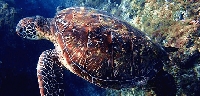 小琉球海龜潮間帶夜遊觀星BBQ