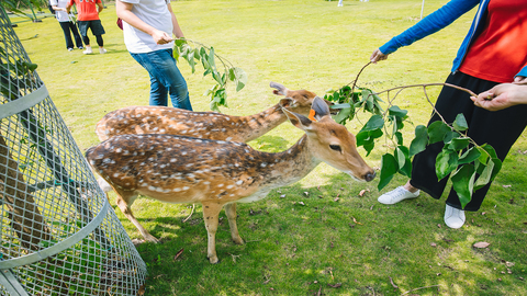 嘉義 逐鹿傳說梅花鹿園 昭和十八j１８ 北門車站森鐵故事館 檜意森活村 包車一日遊 雄獅旅遊