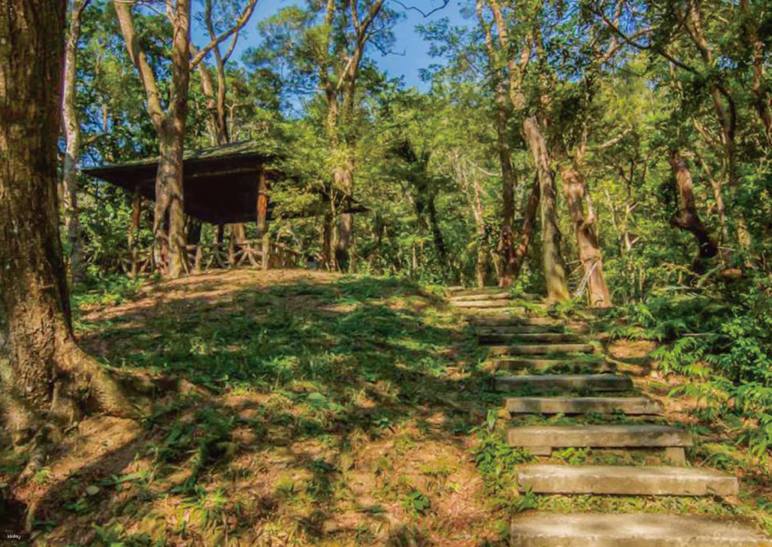 三峽大板根溫泉森林度假村 三環原始森林步道 恐龍探索森林 健行筆記