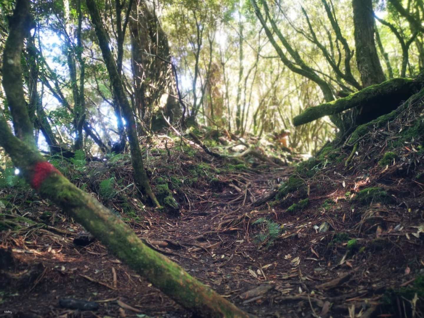 桃園 塔曼山 中階健行 台北出發登山一日遊 雄獅旅遊