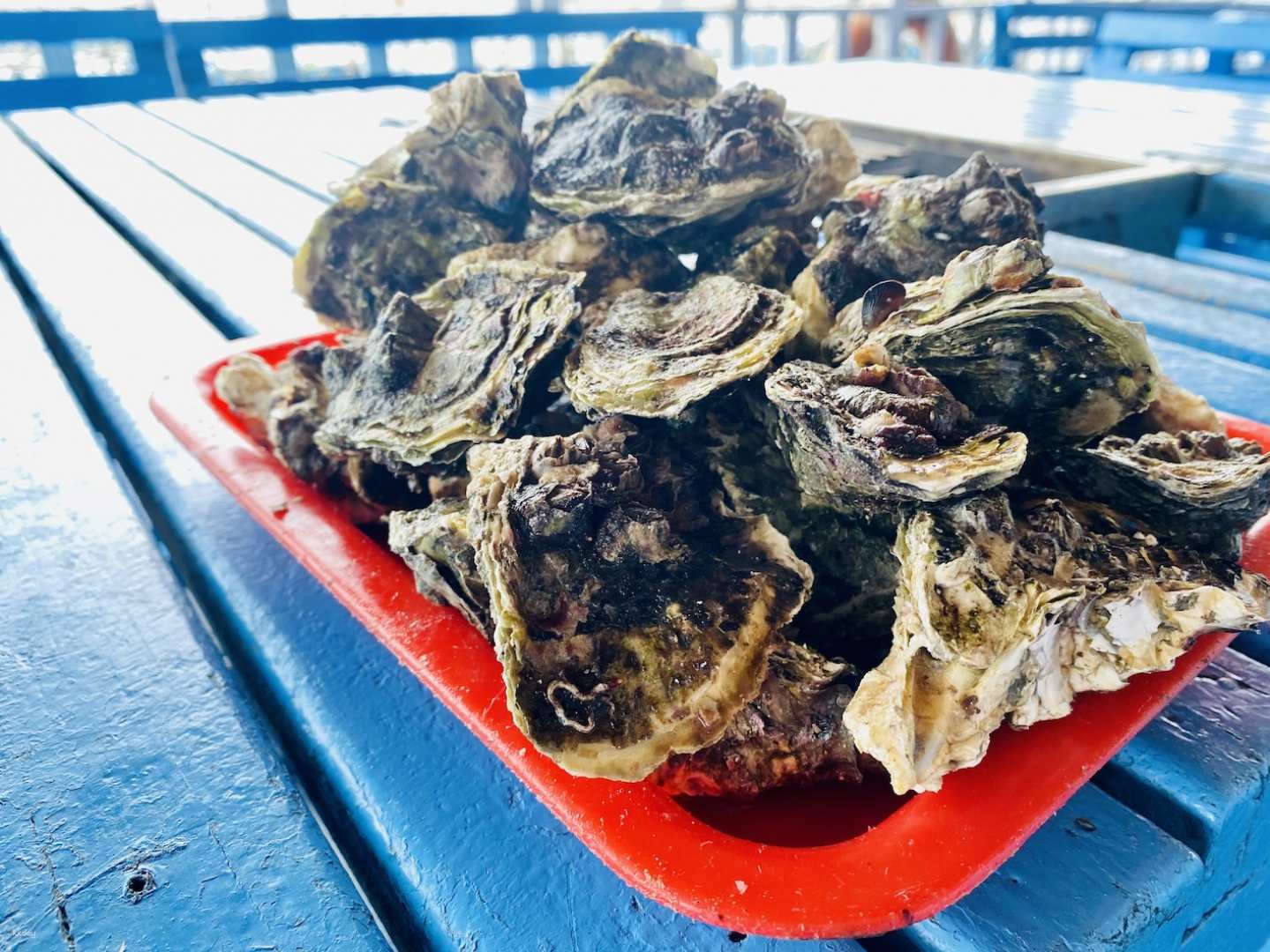 海洋牧場鮮蚵吃到飽,澎湖親子旅遊,澎湖海釣,澎湖親子景點,澎湖親子行程,澎湖親子