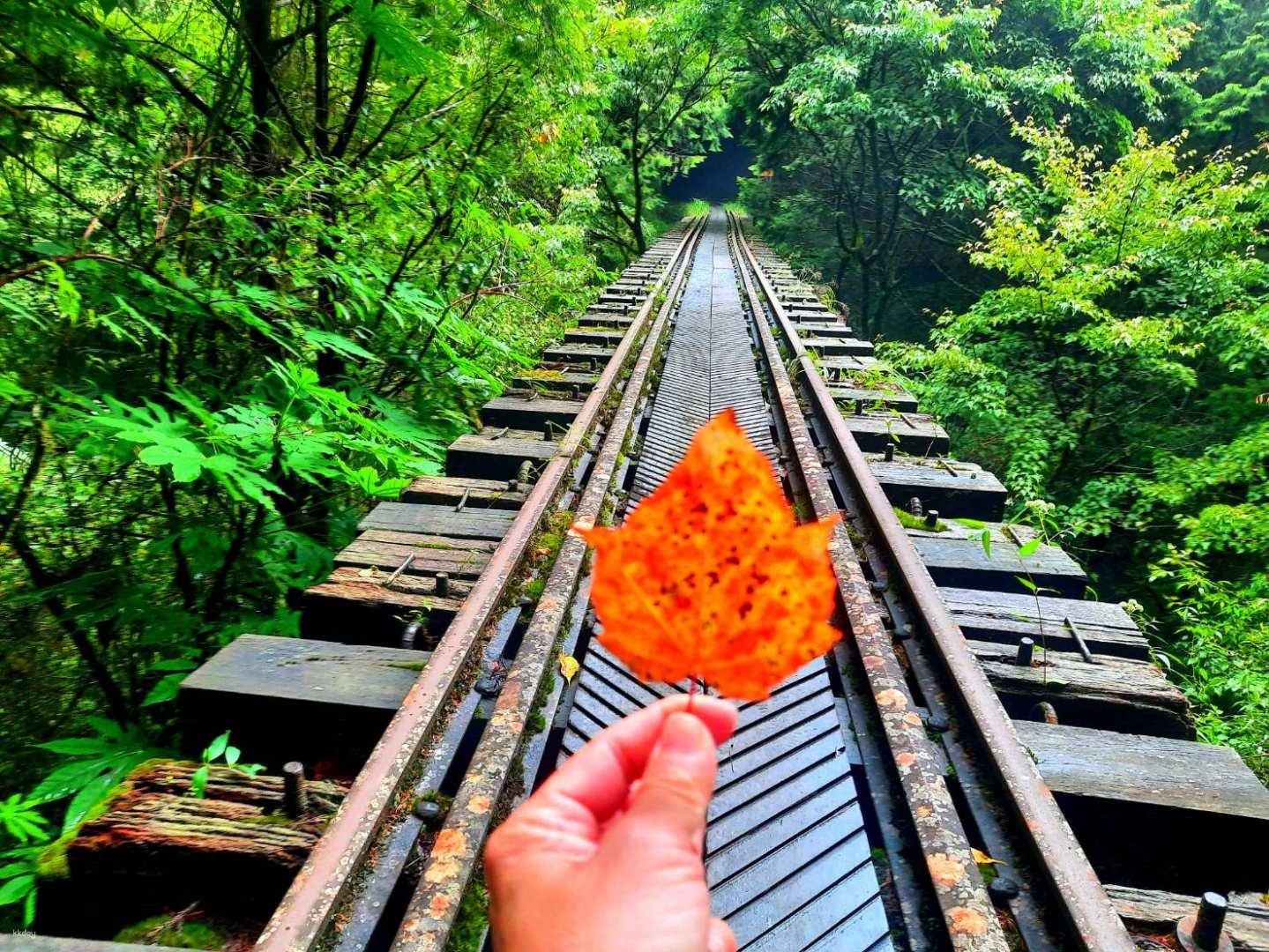 嘉義阿里山眠月線深度體驗一日遊 台中市區出發雄獅旅遊
