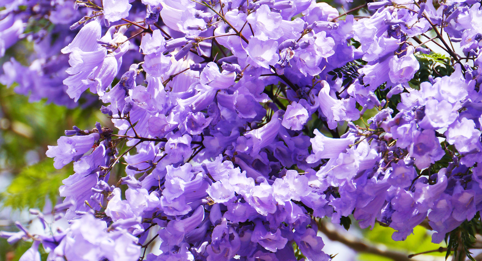 紫葳花