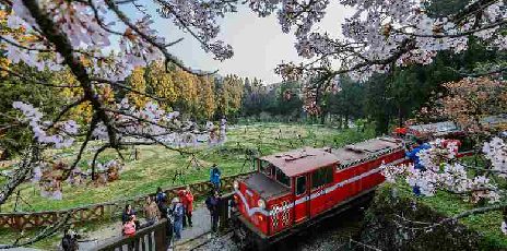 (圖)阿里山火車賞櫻2日