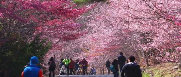 最夯打卡賞櫻勝地