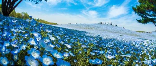 粉蝶花 繡球花 海芋