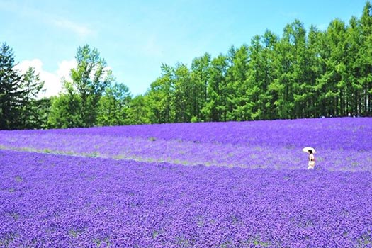 日本｜紫色薰衣北海道5日