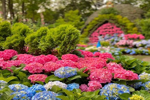 台中｜花露農場繡球花2日