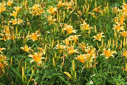 嘉義｜賞花限定三花之旅2日