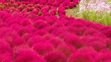 (圖)火紅掃帚草地毯．白川鄉合掌村