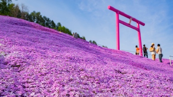 日本粉色芝櫻花海5日