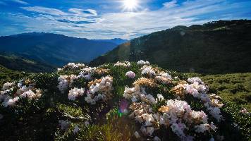 南投2日｜高山賞花