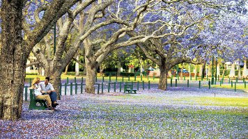 澳洲藍花楹7日
