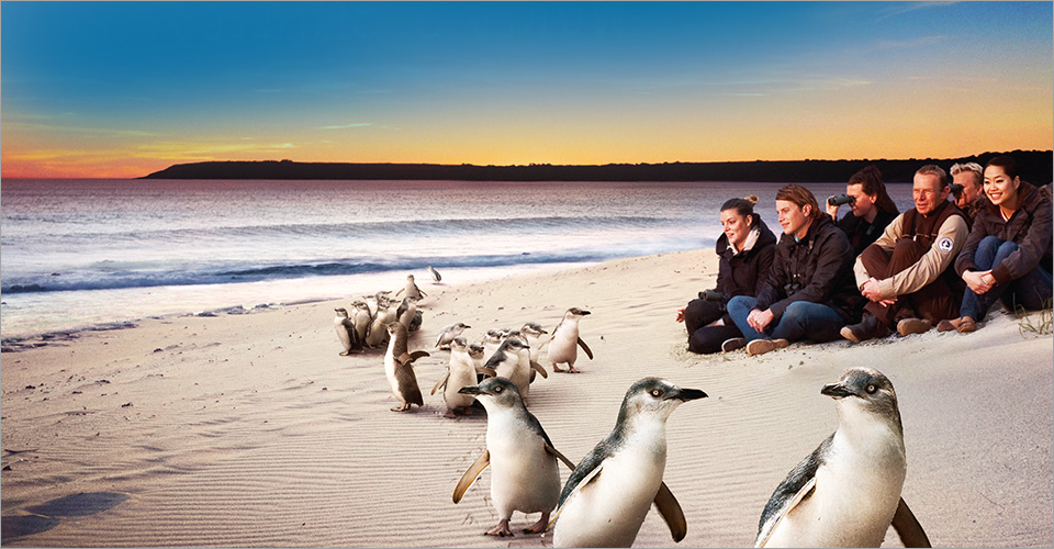 神仙藍企鵝－海中最萌的小精靈