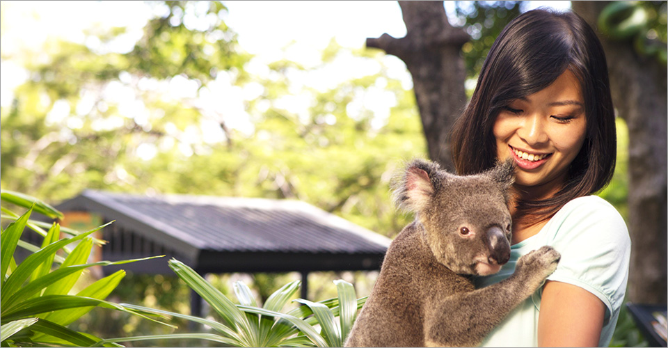 無尾熊抱抱－親密接觸難忘此行