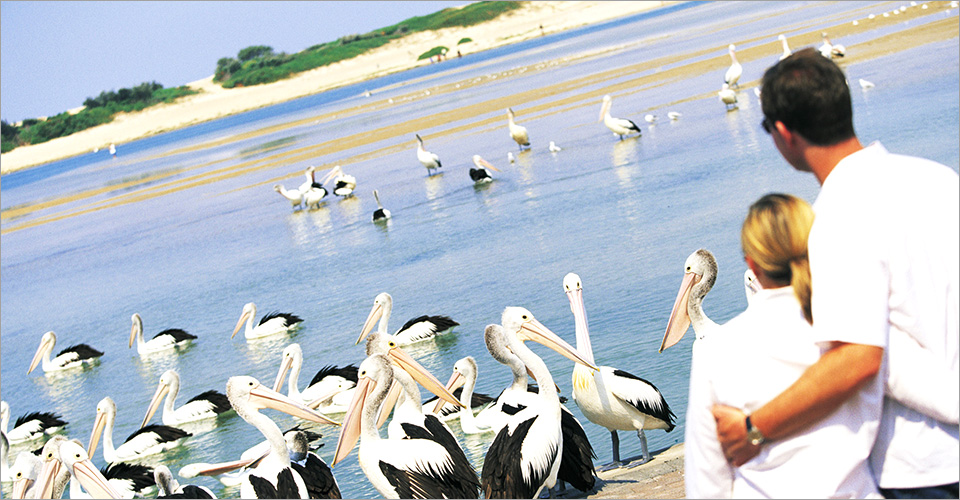 餵食大嘴鳥－童話上的鳥兒就在您身邊