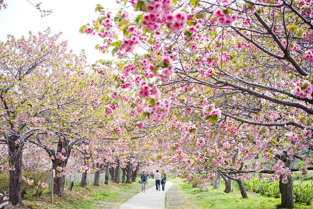 松前公園