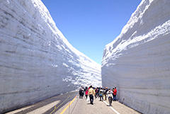 立山雪牆搶先看