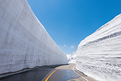 立山雪牆搶先看