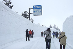 立山雪牆搶先看