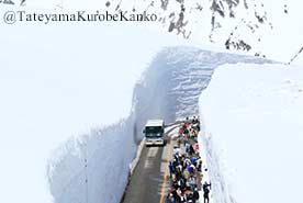 立山雪牆搶先看