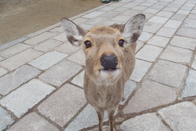 奈良梅花鹿公園