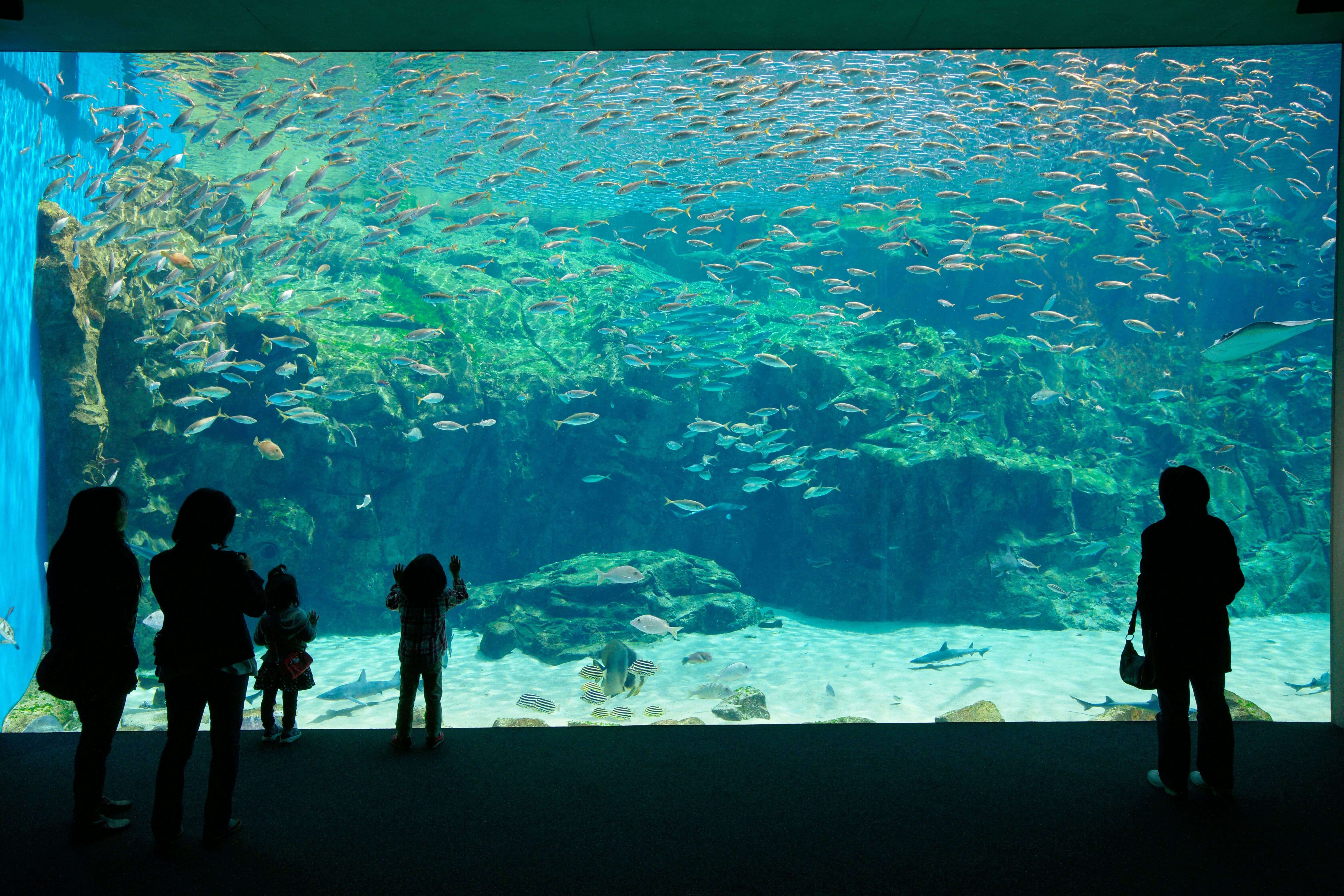 九十九島海洋KIRARA水族館