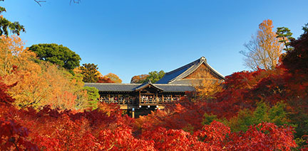 東福寺尋訪通天紅葉