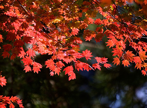 紅葉