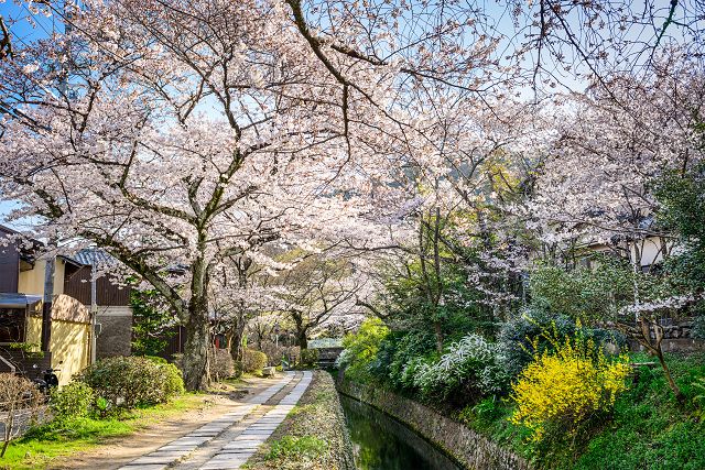 京都賞櫻