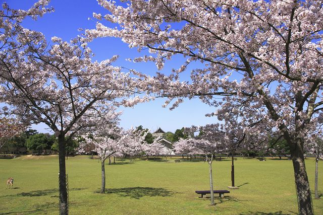 京都賞櫻