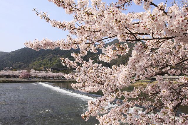 豪斯登堡鬱金香花季