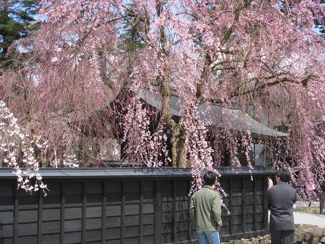 東北賞櫻