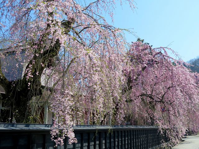 東北賞櫻