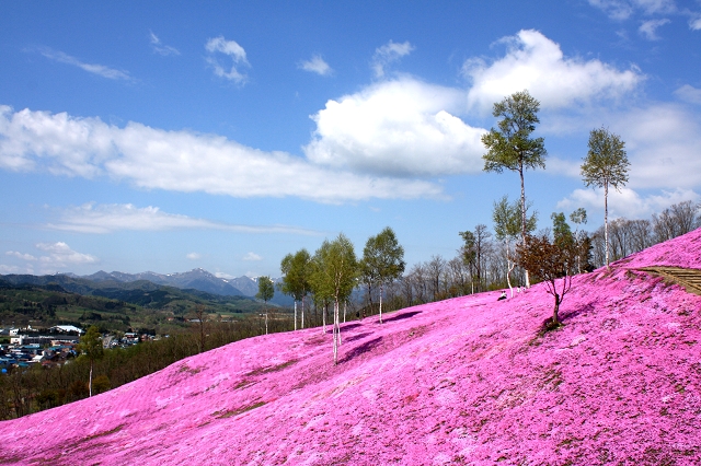 豪斯登堡鬱金香花季