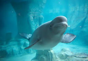 樂天世界水族館