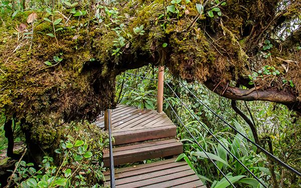 MOSSY FOREST