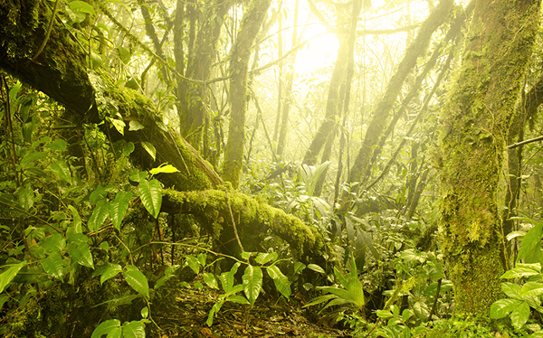 MOSSY FOREST