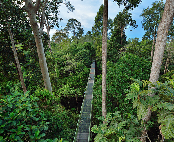 馬來西亞山打根熱帶雨林探索中心
