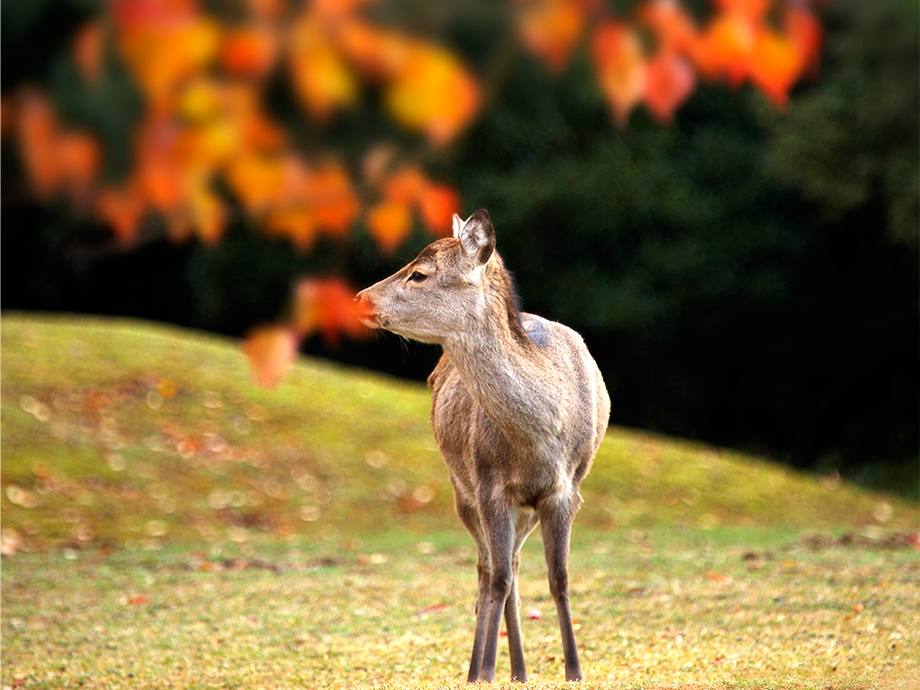 奈良公園