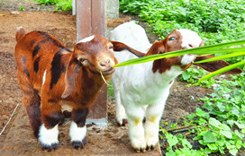 花東,花蓮台東,兆豐,鹿野