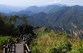 阿里山,達娜伊谷,頂石棹,龍雲