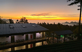 龍雲農場,嘉義,阿里山