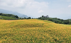 花蓮金針花