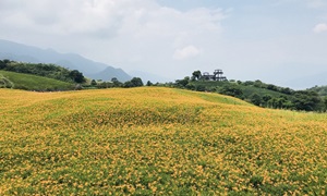 花蓮金針花