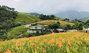 花蓮金針花