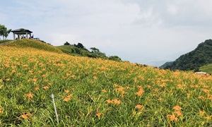 台東太麻里金針花