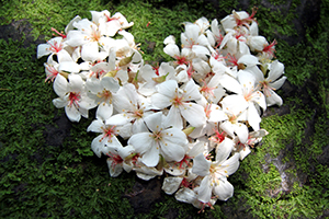 桐花季