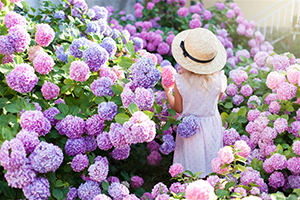 繡球花季