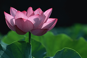 台南高雄台中蓮花季